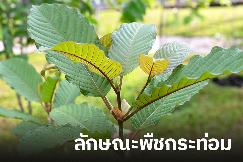 ลักษณะพืชกระท่อม ลักษณะพืชกระท่อม