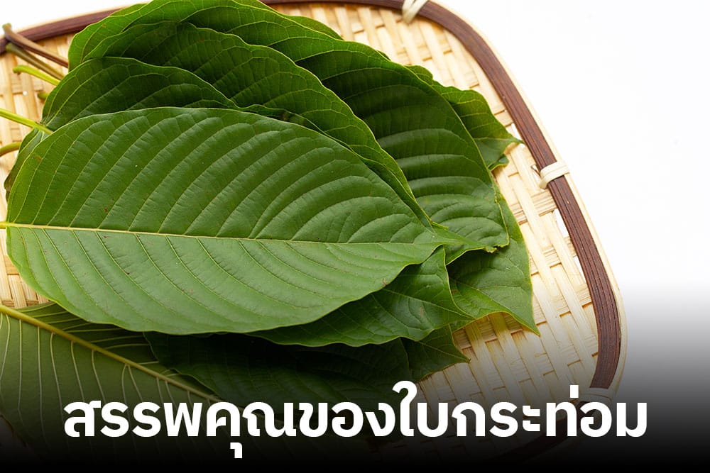สรรพคุณของใบกระท่อม สรรพคุณของใบกระท่อม