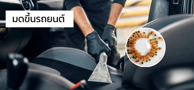 จัดการมดในรถยนต์